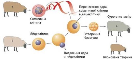 https://history.vn.ua/pidruchniki/zadorozhnij-biology-and-ecology-11-class-2019-standard-level/zadorozhnij-biology-and-ecology-11-class-2019-standard-level.files/image298.jpg